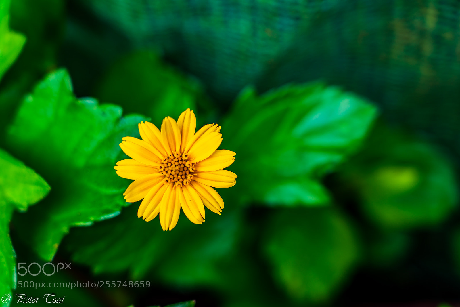 Sony a7R III sample photo. 小菊花 photography