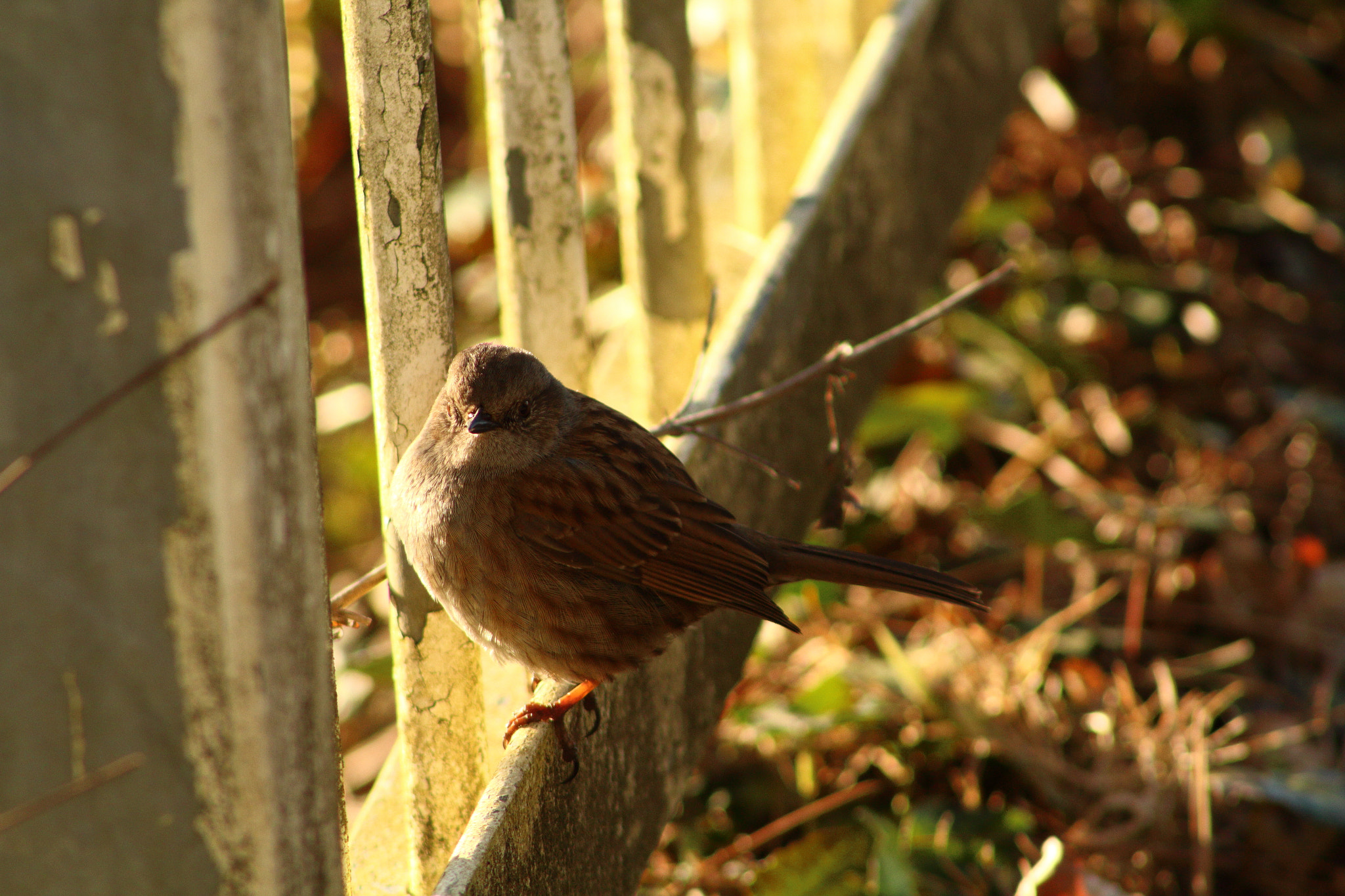 Canon EF 75-300mm f/4-5.6 sample photo. Bird on a bridge photography