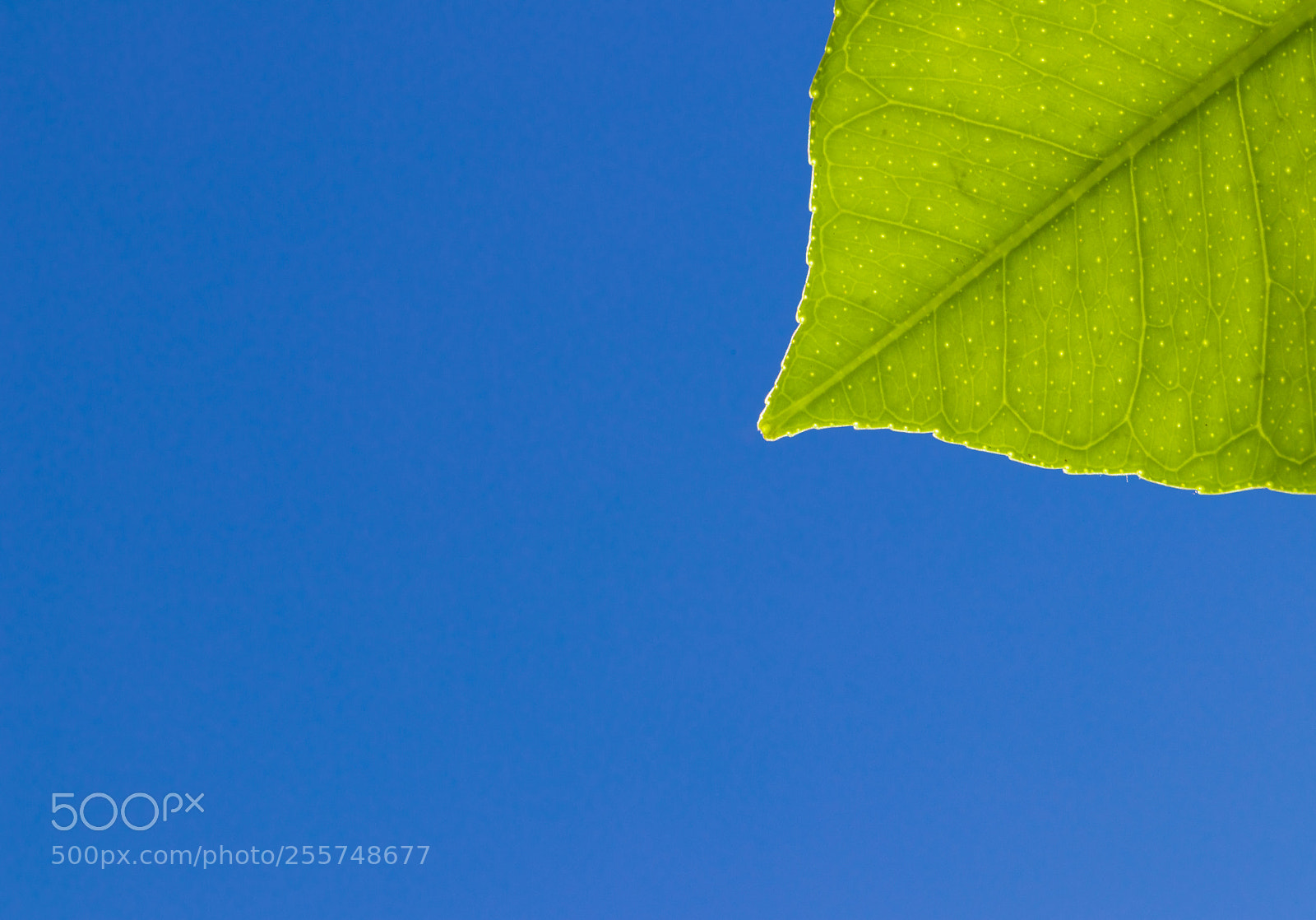 Canon EOS 80D sample photo. Green leaf and blue photography