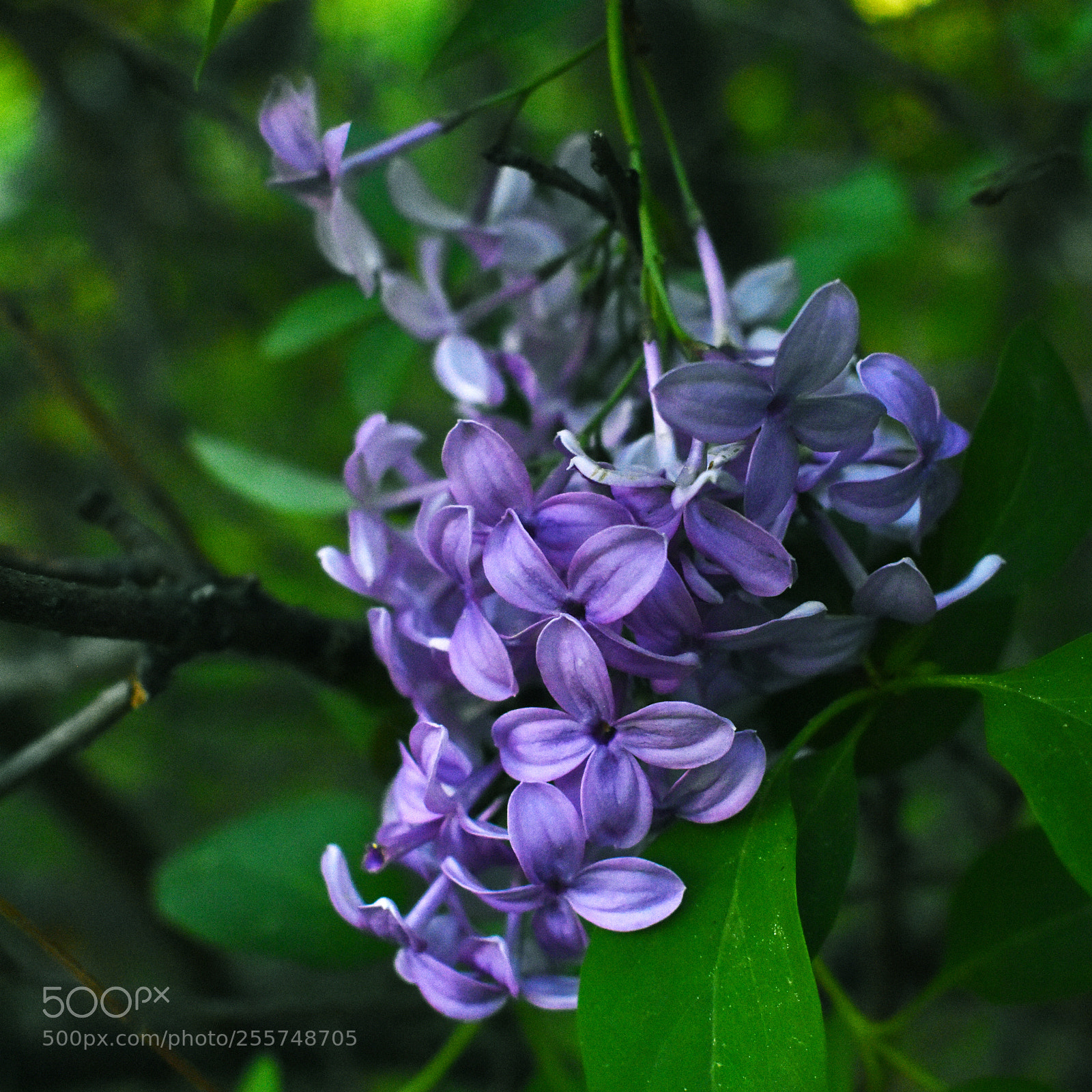 Nikon D3400 sample photo. Lilac photography