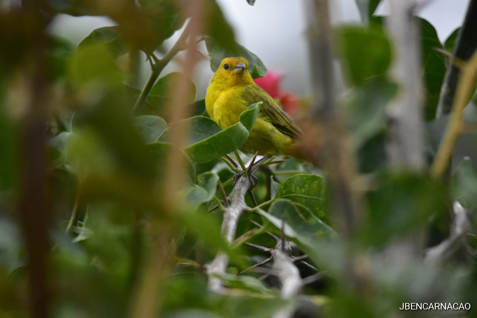 Sigma 150-500mm F5-6.3 DG OS HSM sample photo. Canarinho photography