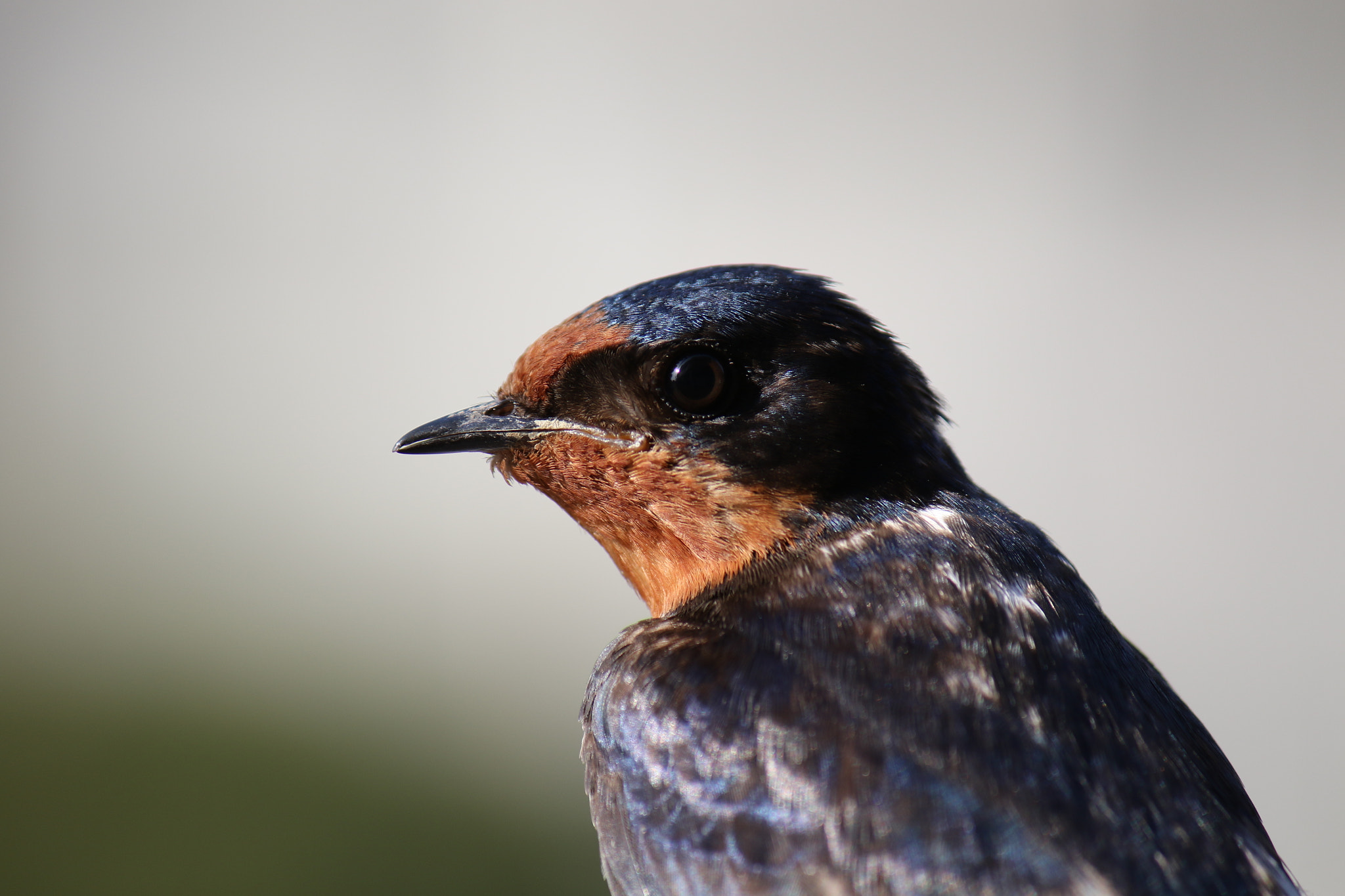 Canon EF-S 55-250mm F4-5.6 IS II sample photo