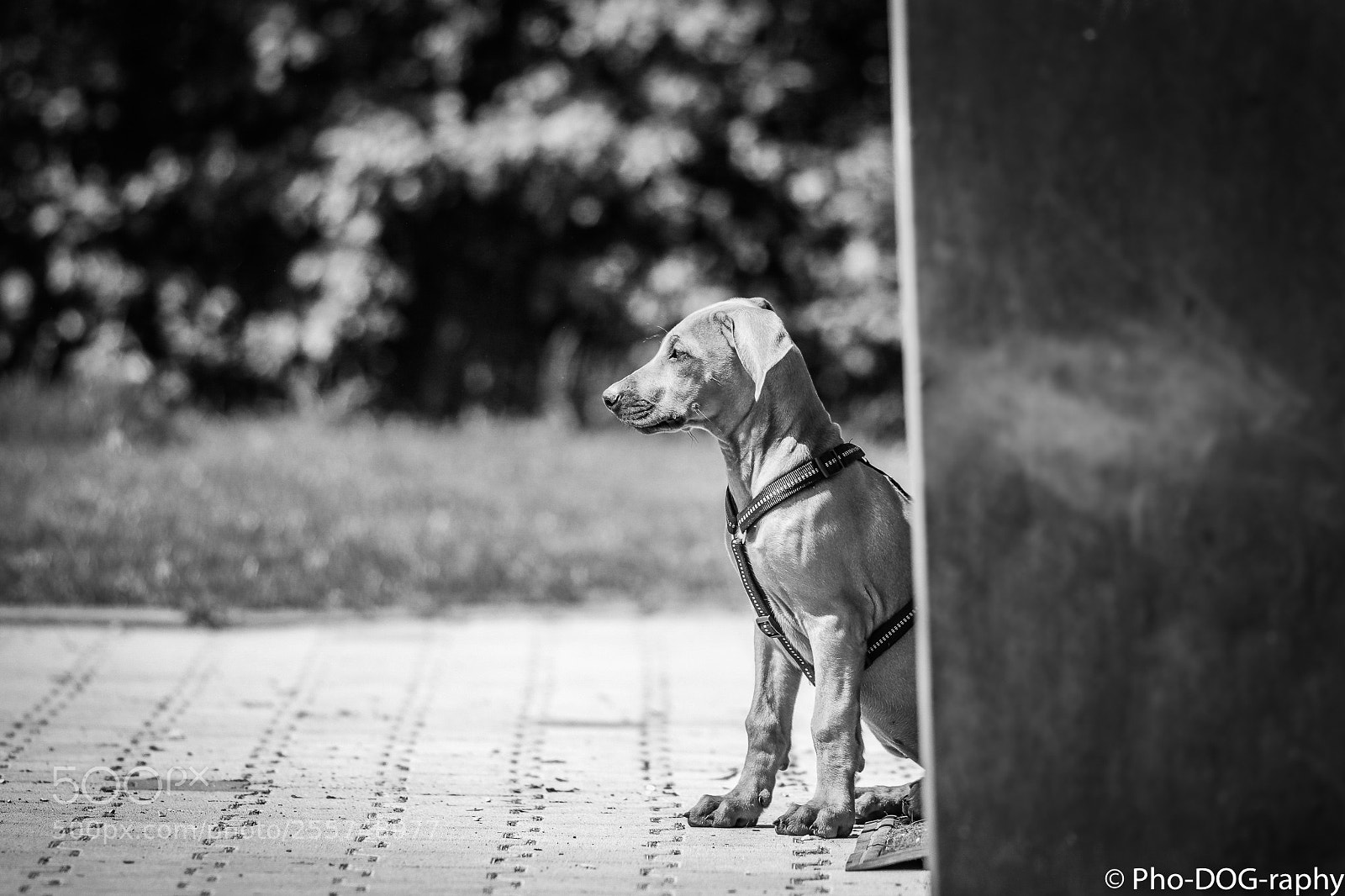 Canon EOS 80D sample photo. Asahi photography