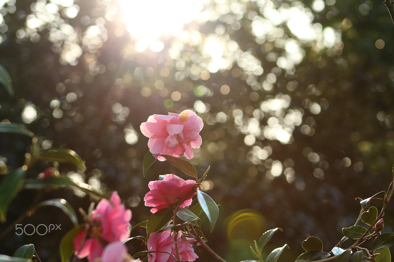 Canon EF 75-300mm f/4-5.6 sample photo. Flower aiming at the sun photography