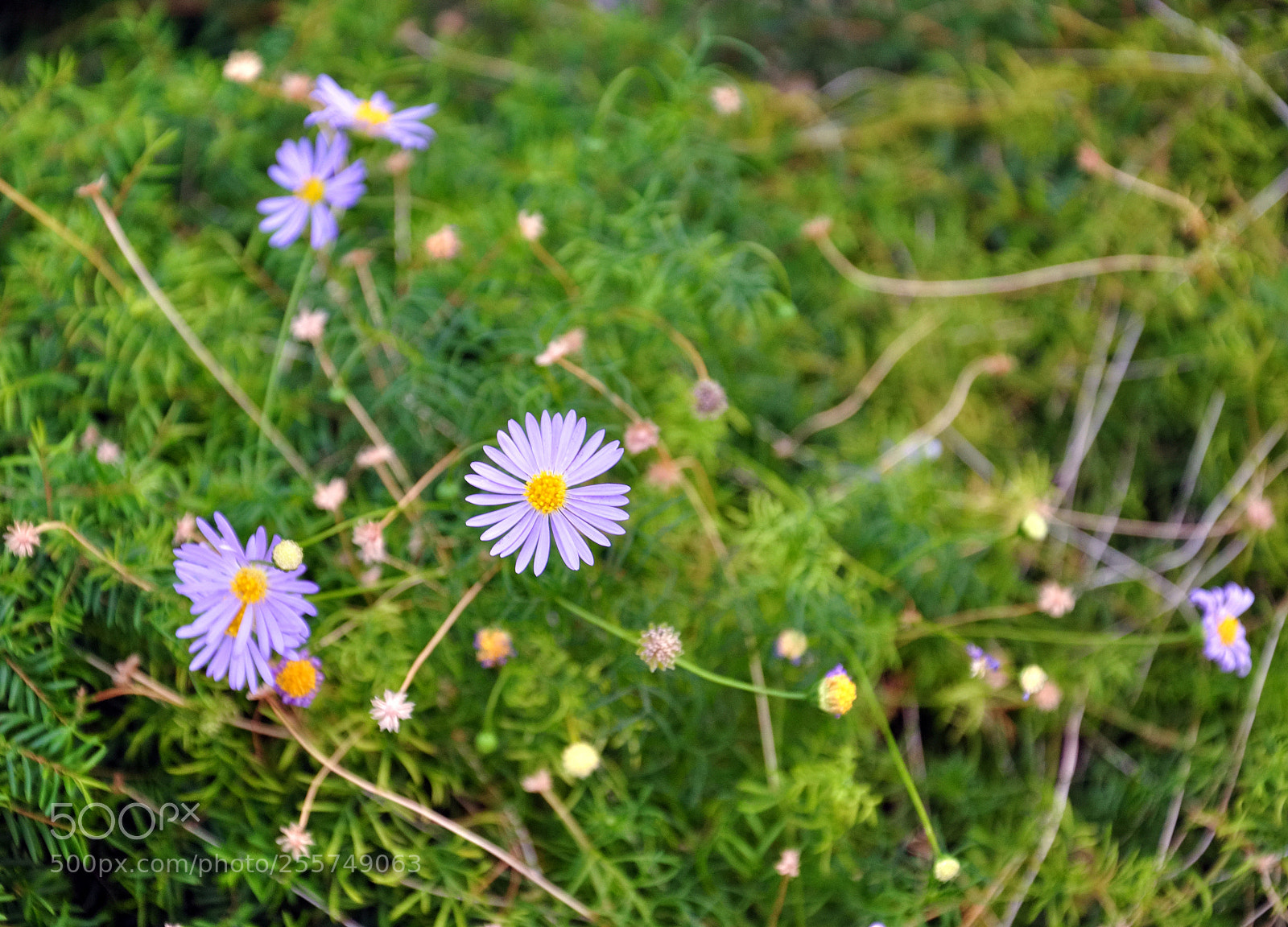 Nikon D90 sample photo. Flower photography