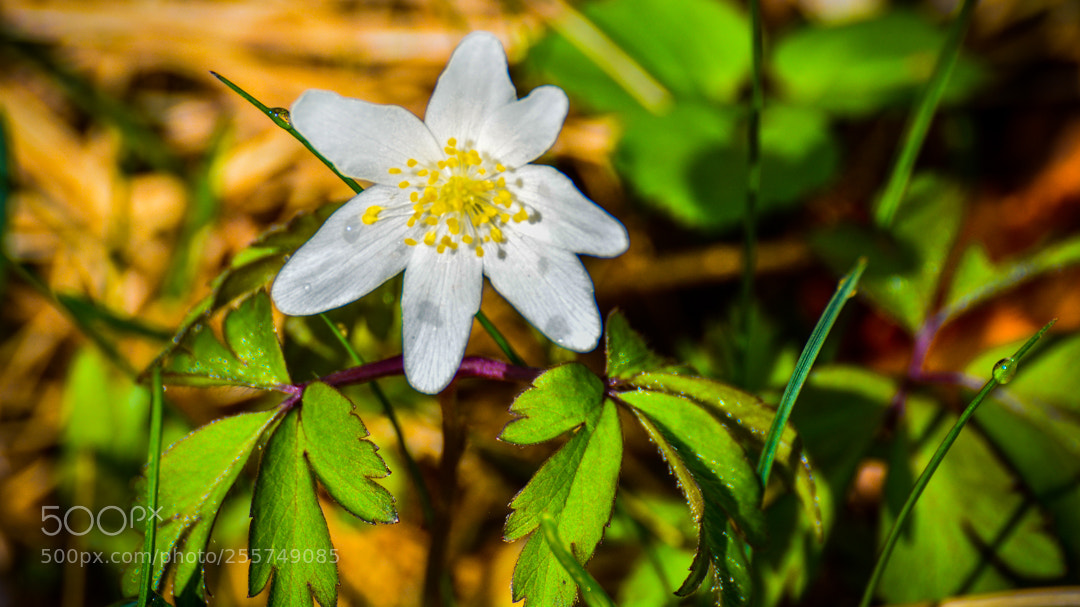Nikon D5200 sample photo. Wood anemone. photography