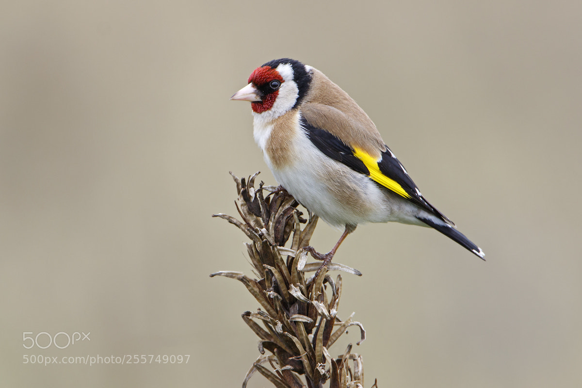 Canon EOS 7D Mark II sample photo. European goldfinch photography