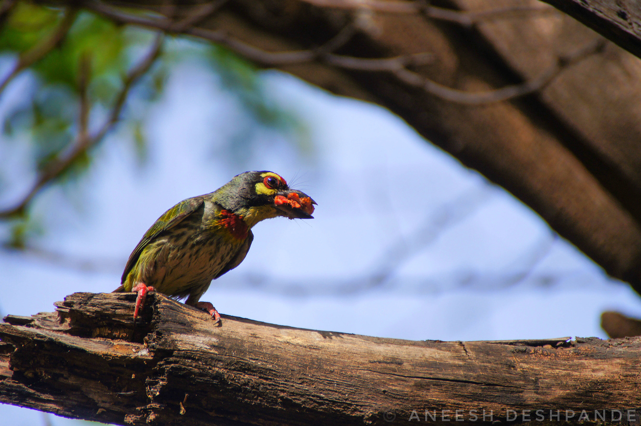 Sony SLT-A35 sample photo. Coppersmith barbet  photography