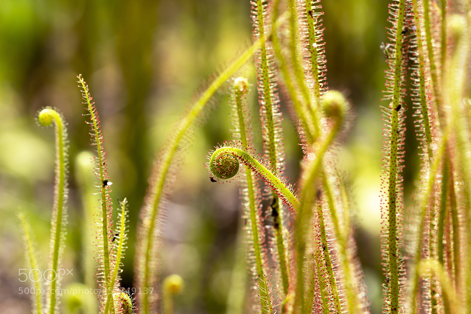Canon EOS 600D (Rebel EOS T3i / EOS Kiss X5) sample photo. Drosera capensis- lunch photography