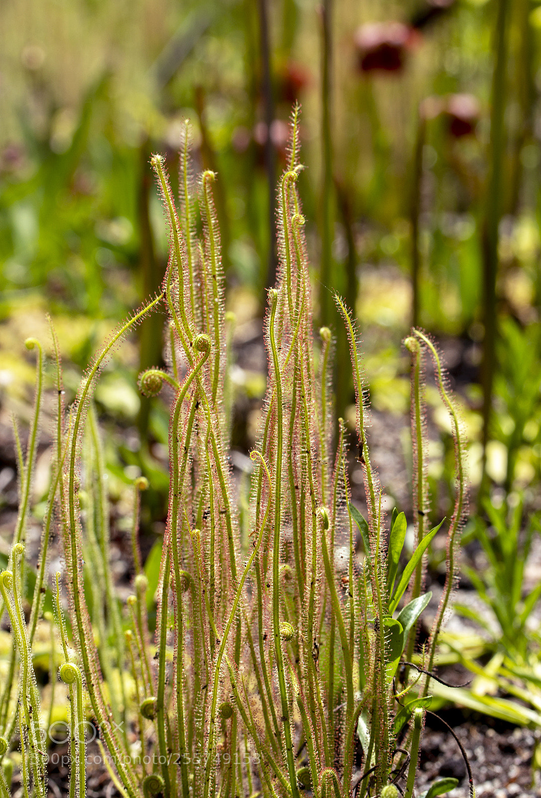 Canon EOS 600D (Rebel EOS T3i / EOS Kiss X5) sample photo. Drosera capensis- cluster photography
