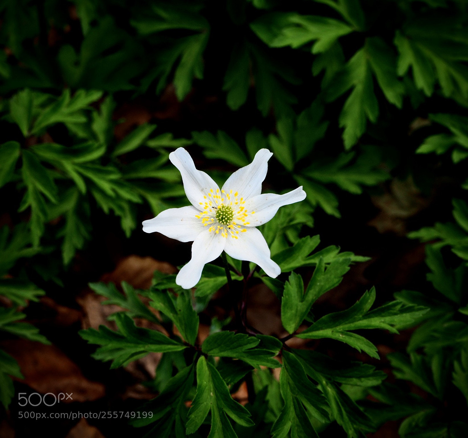 Olympus OM-D E-M10 II sample photo. Woods anemone photography