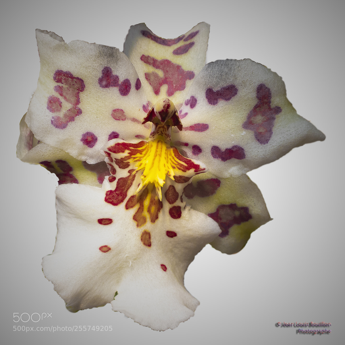 Canon PowerShot G7 X Mark II sample photo. Orchid photography