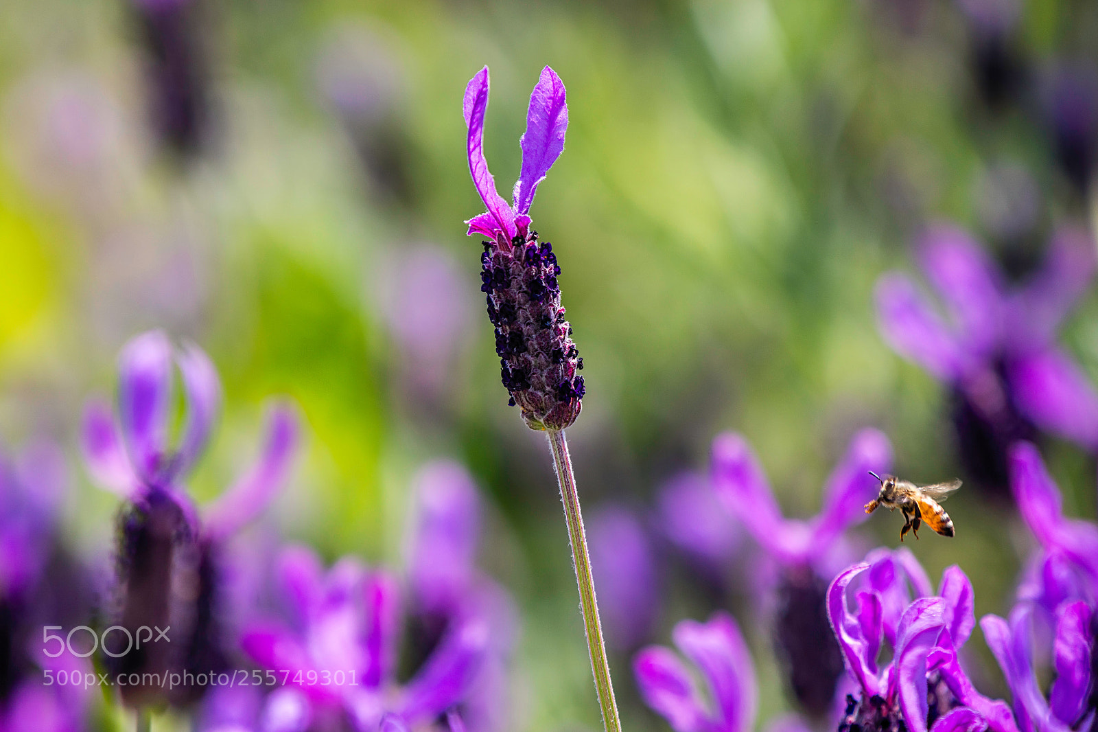 Canon EOS 5DS R sample photo. Buzzing photography