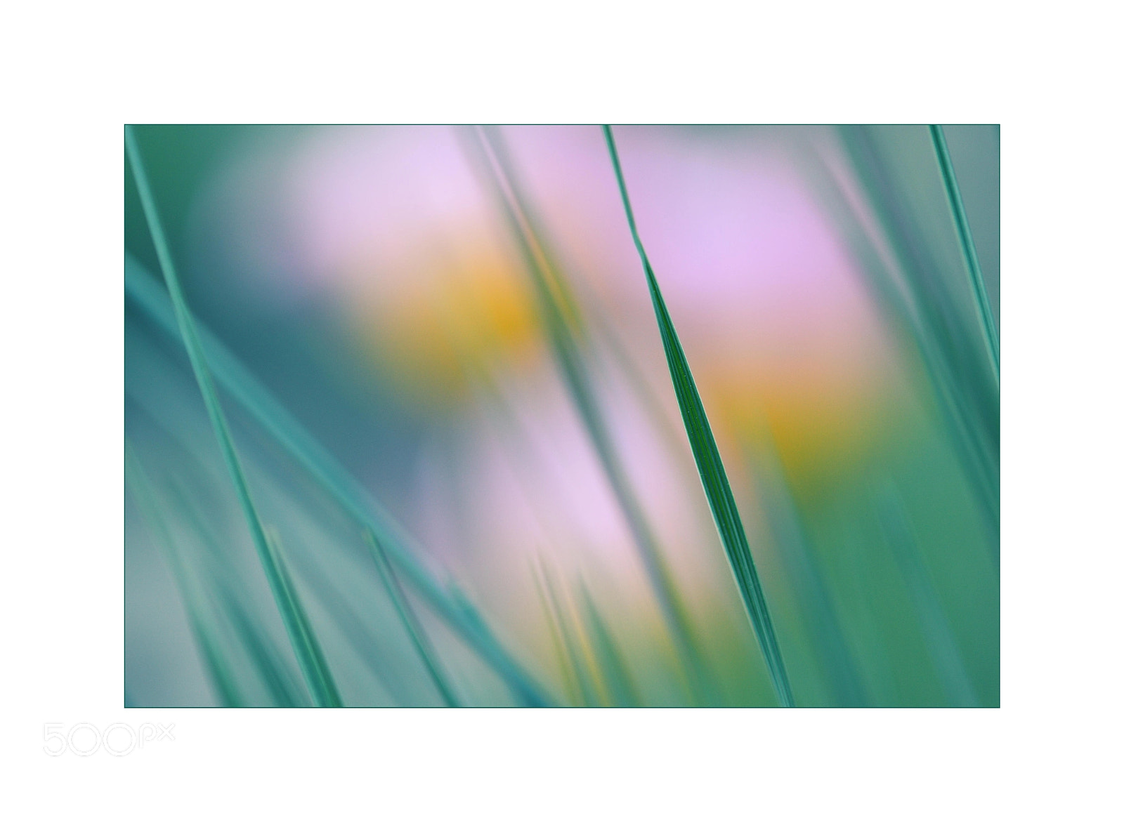 Nikon AF Micro-Nikkor 200mm F4D ED-IF sample photo. Blades of grass photography