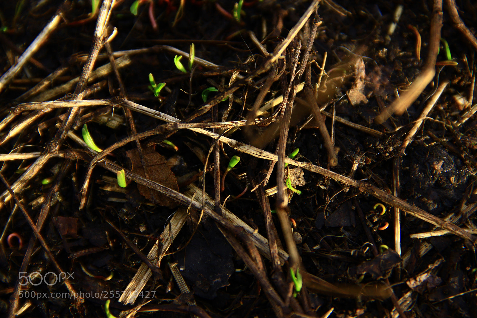 Canon EF-S 18-135mm F3.5-5.6 IS sample photo. Manual photography