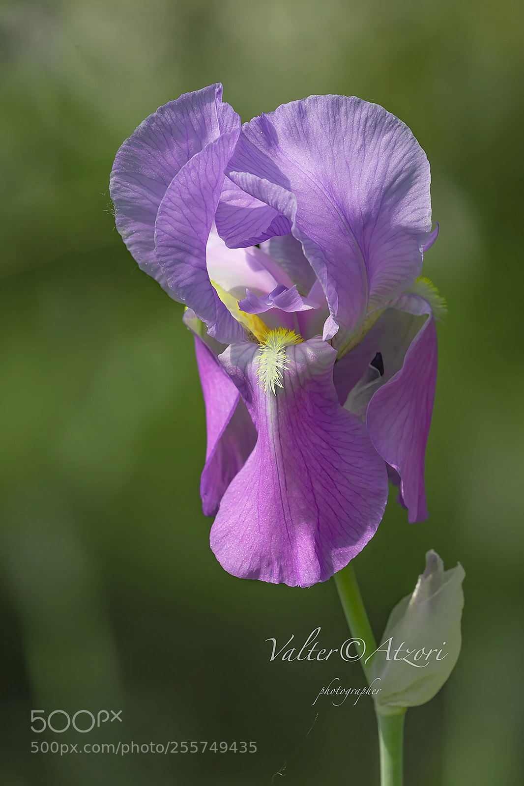 Sony a9 sample photo. Iris photography
