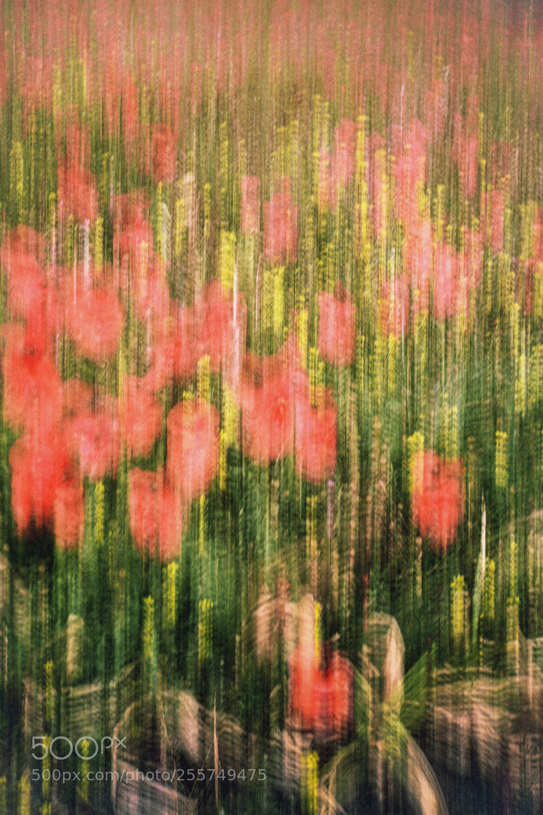 Nikon D850 sample photo. Poppy field photography
