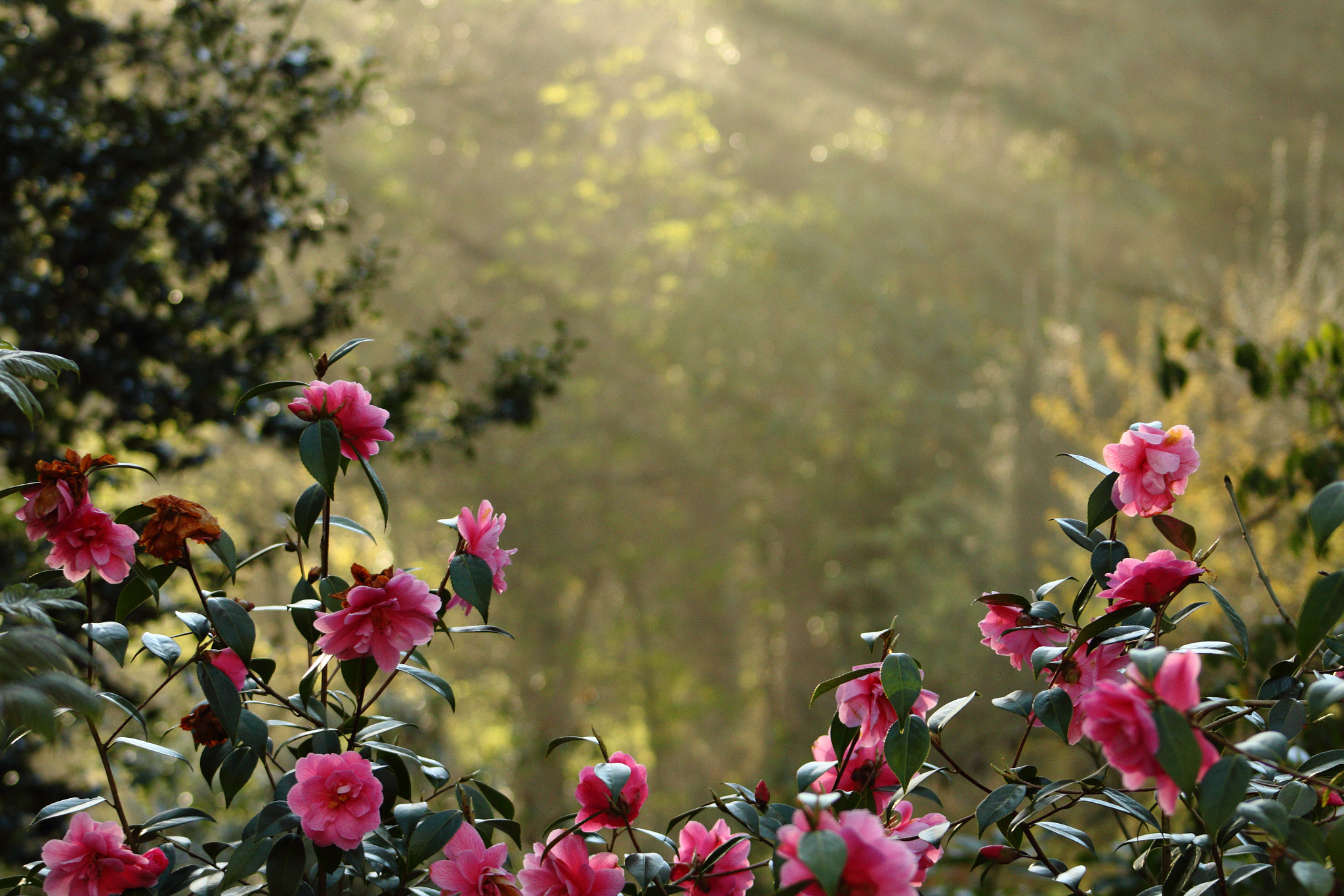 Canon EF 75-300mm f/4-5.6 sample photo. Framing the sun photography
