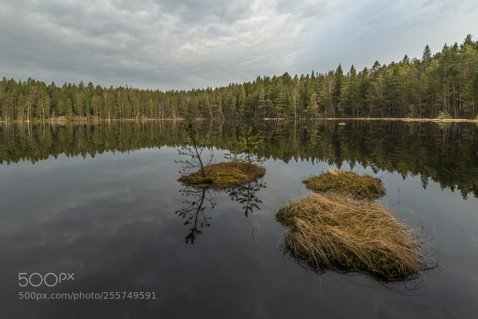 Nikon D850 sample photo. Forest reflection photography
