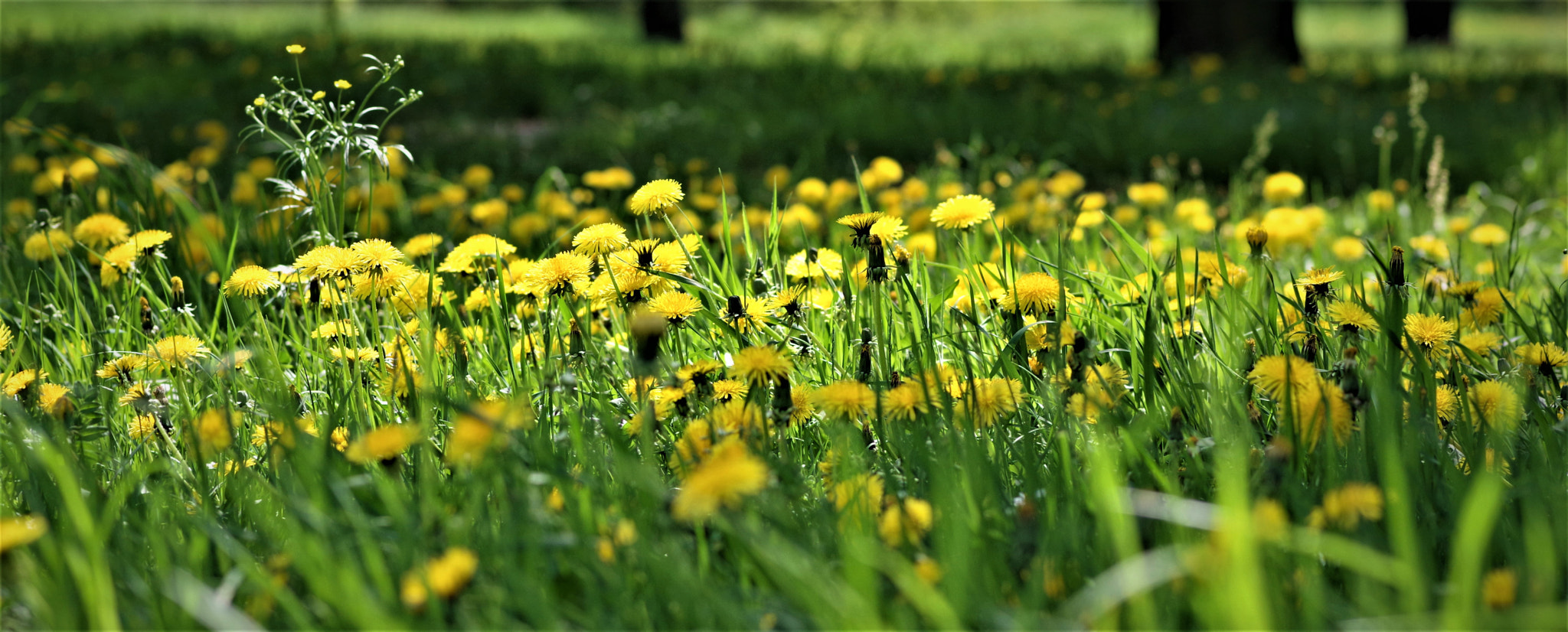 Pentax smc D-FA 100mm F2.8 Macro WR sample photo. Yellow meadow photography