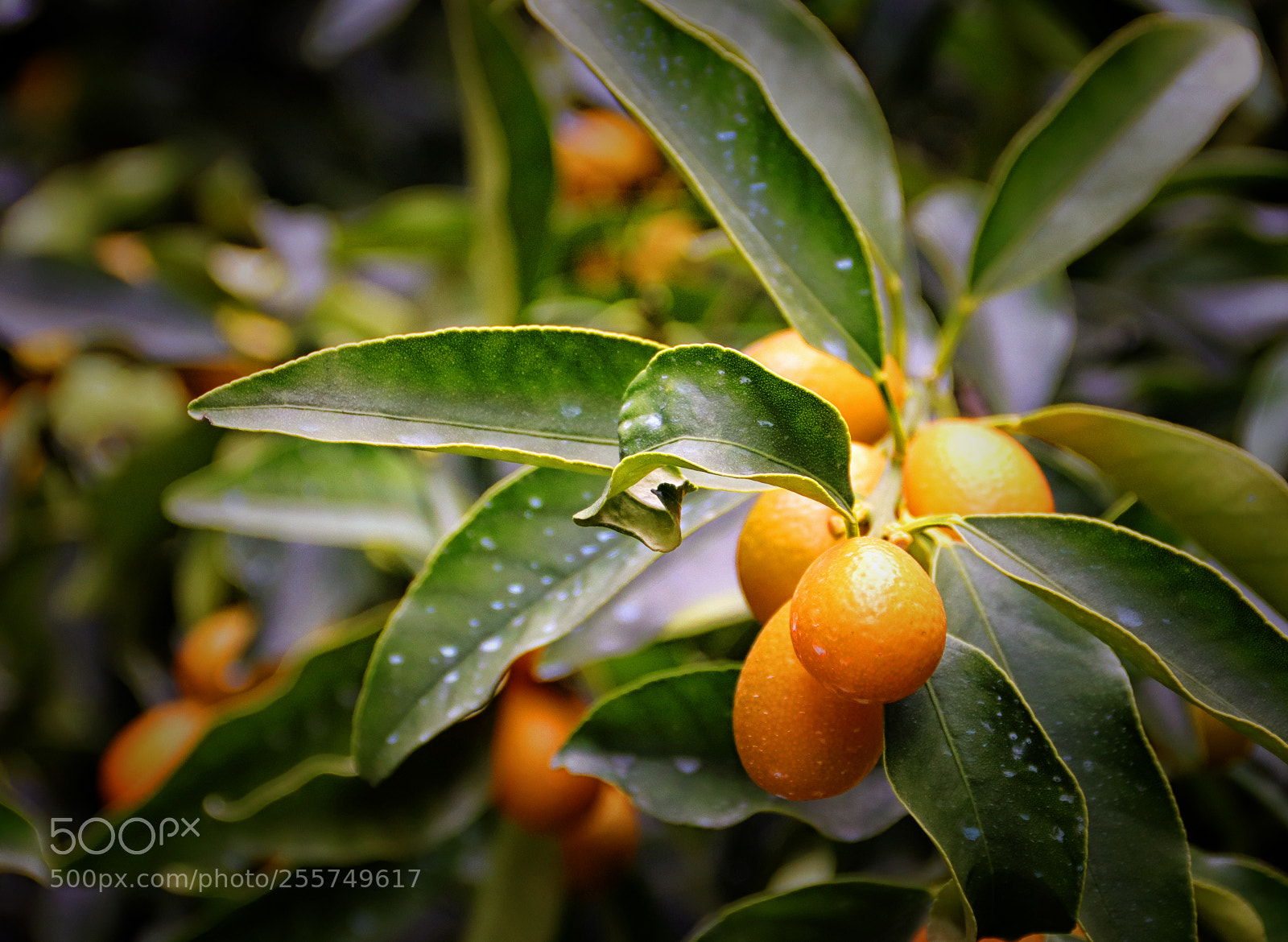 Canon EOS 200D (EOS Rebel SL2 / EOS Kiss X9) sample photo. Kumquat photography