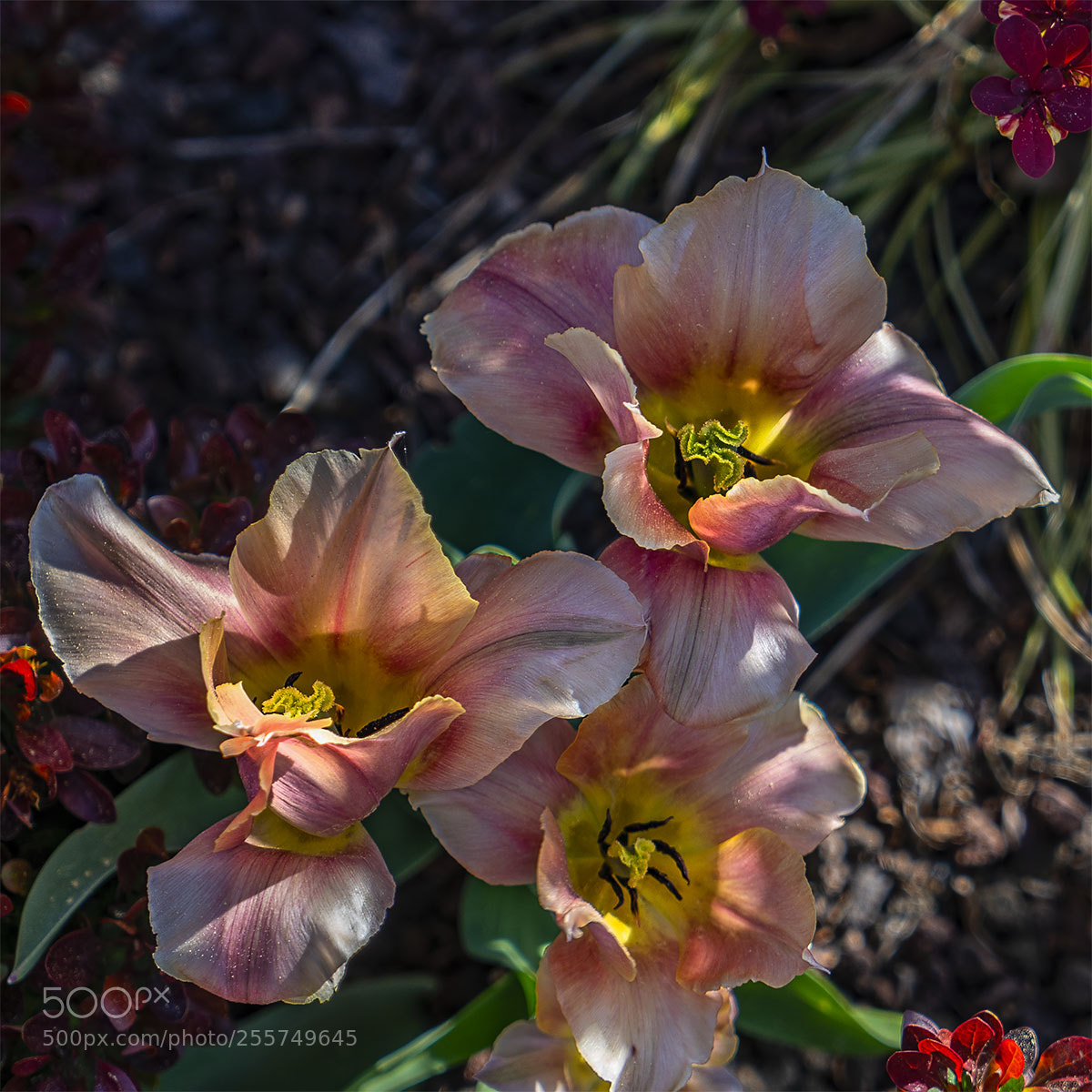 Sony a6300 sample photo. Blüten 290418-006 photography