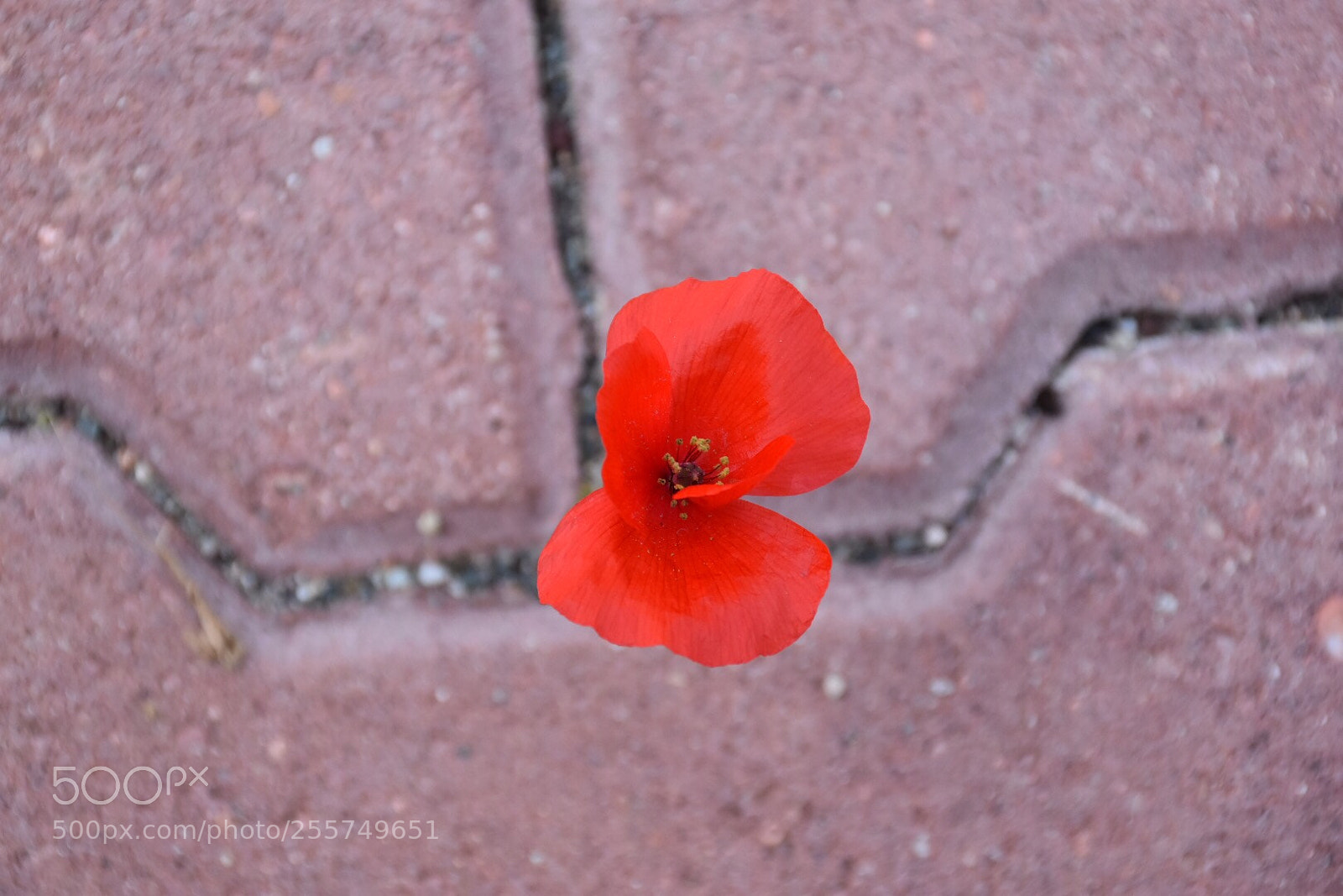 Nikon D7200 sample photo. A survivor despite all photography