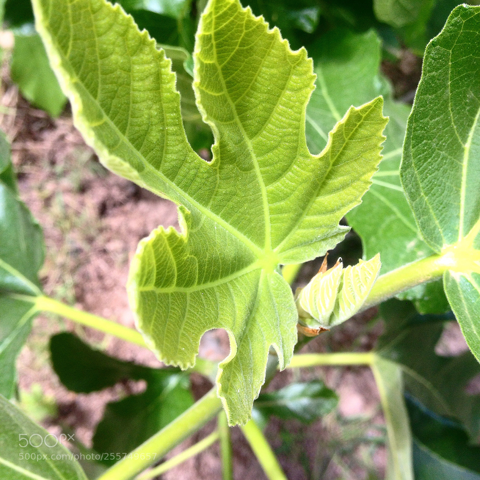 Apple iPhone 4S sample photo. Untitled photography