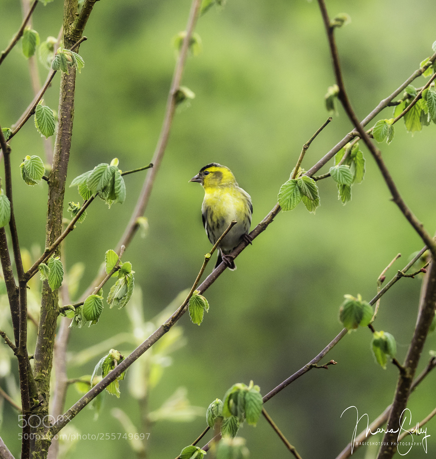 Olympus OM-D E-M1 Mark II sample photo. Little fellow photography