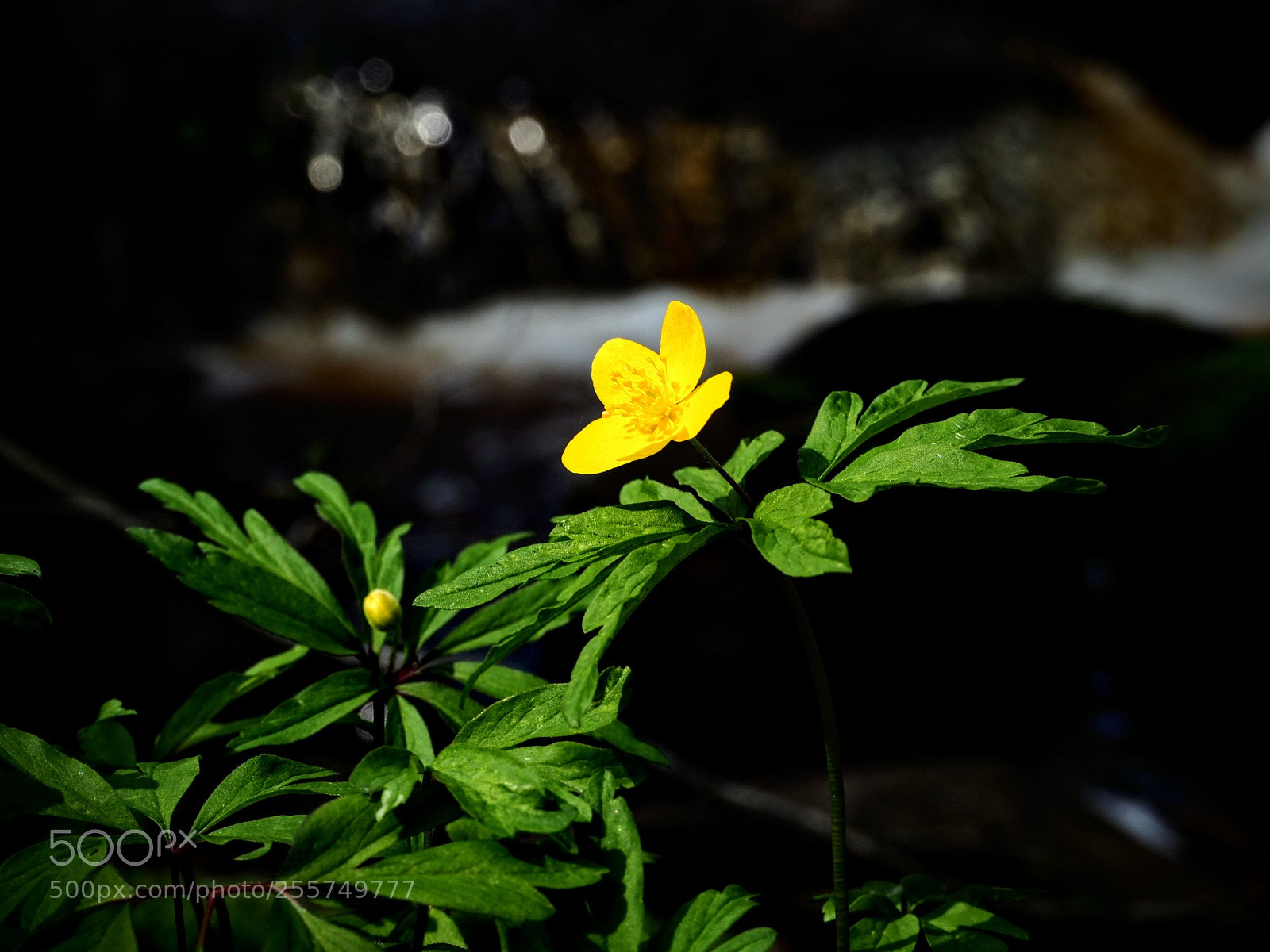 Olympus OM-D E-M10 II sample photo. Yellow anemone photography