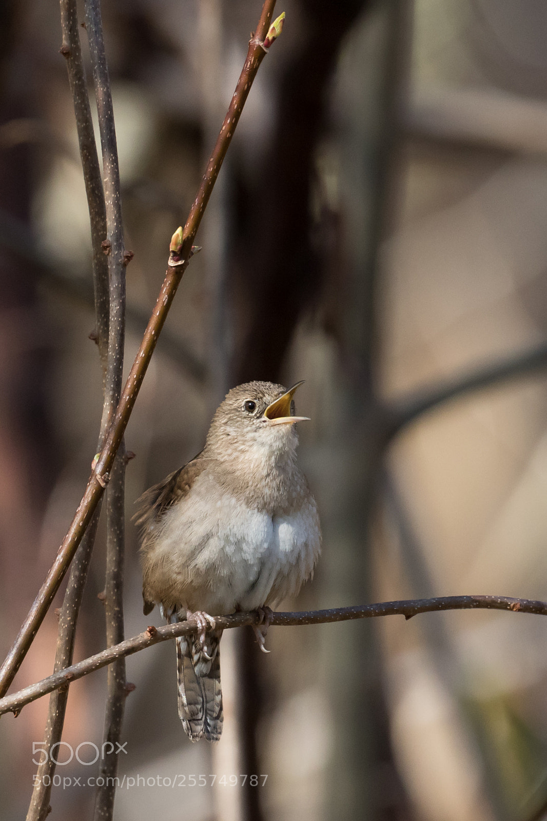 Canon EOS 7D Mark II sample photo. House wren singing photography