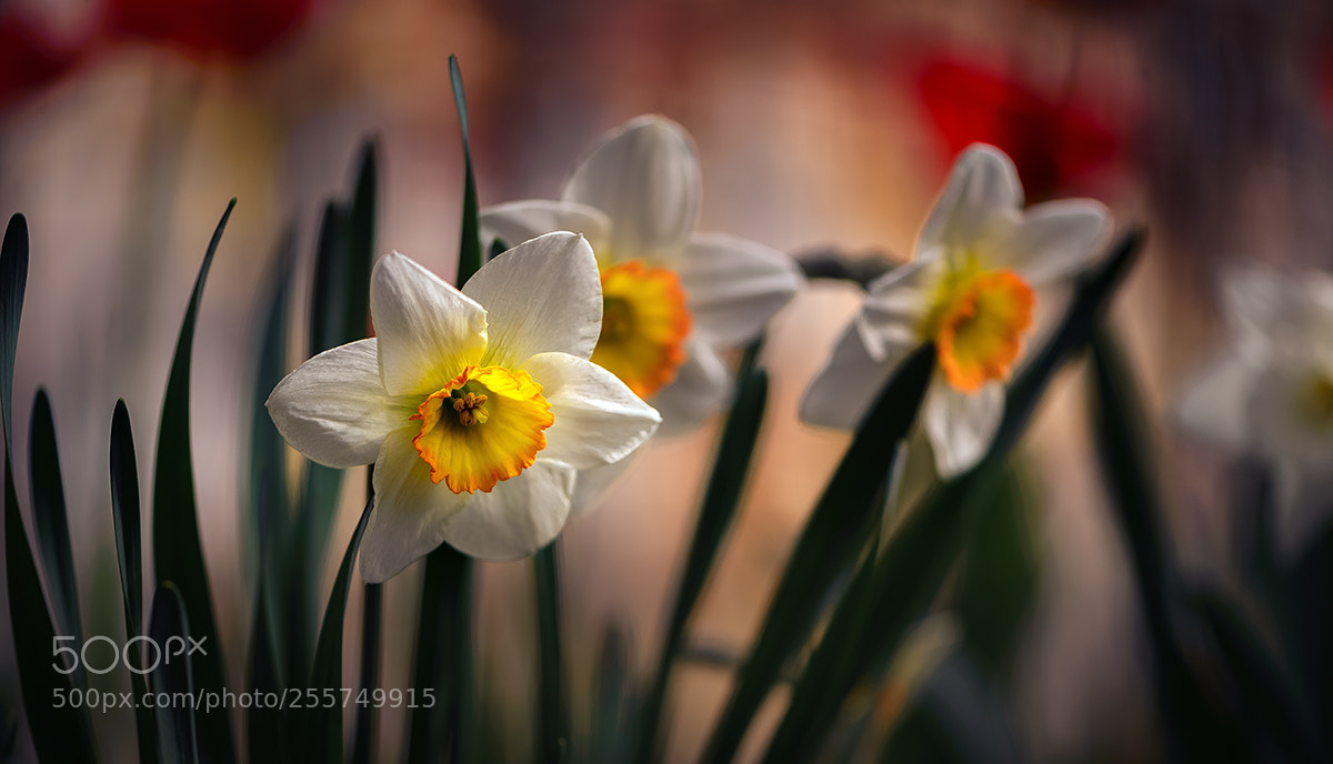 Nikon D600 sample photo. Почти 1-е мая photography
