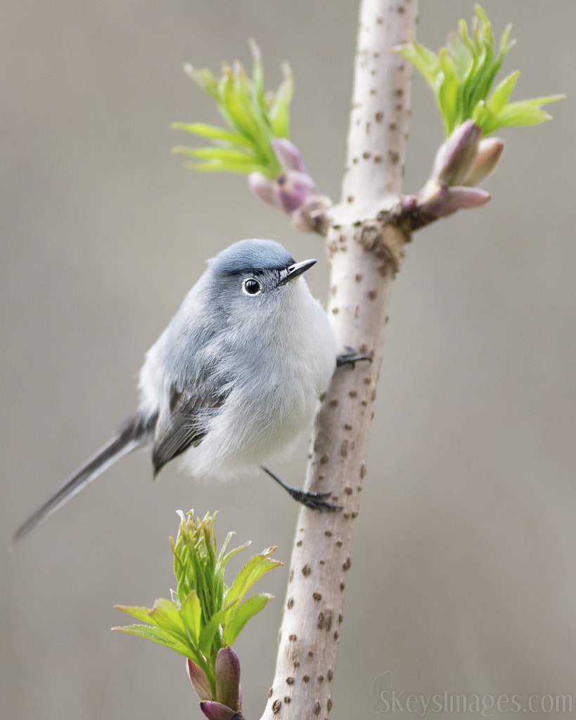 Soft Light (BG Gnatchatcher) by Scott Keys on 500px.com