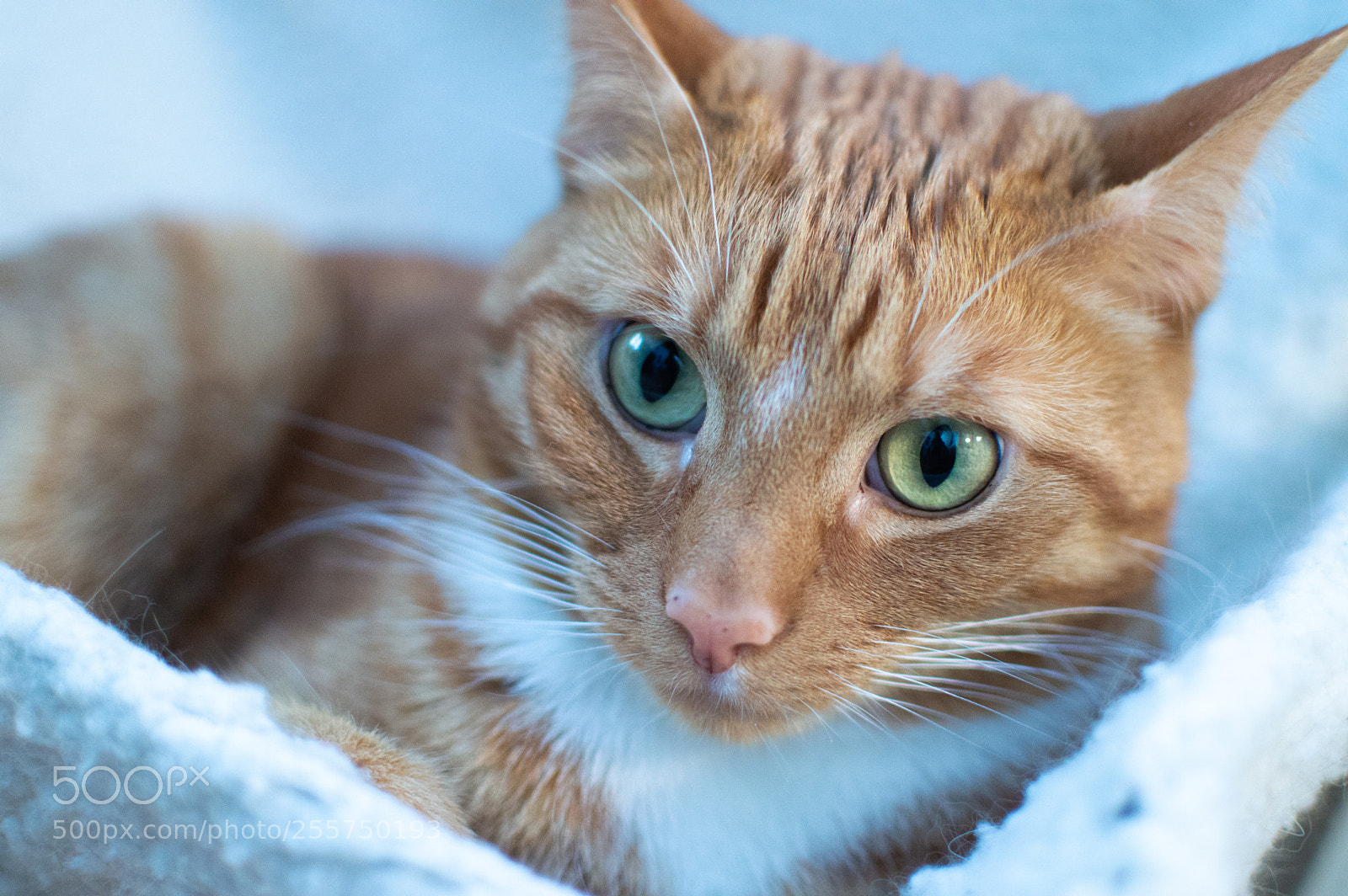 Nikon D3200 sample photo. Jasper the cat photography
