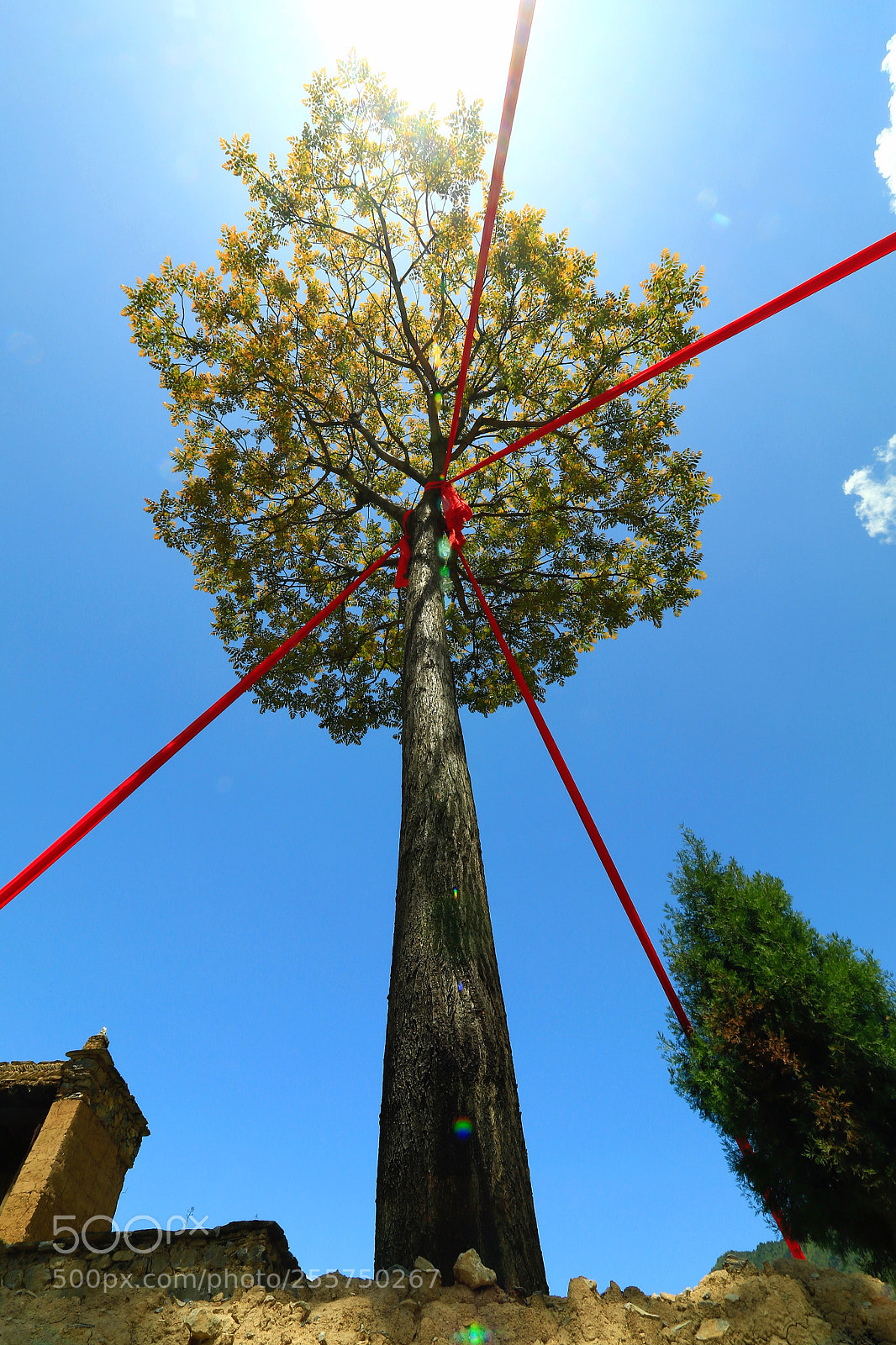 Canon EOS 7D Mark II sample photo. Tied tree photography