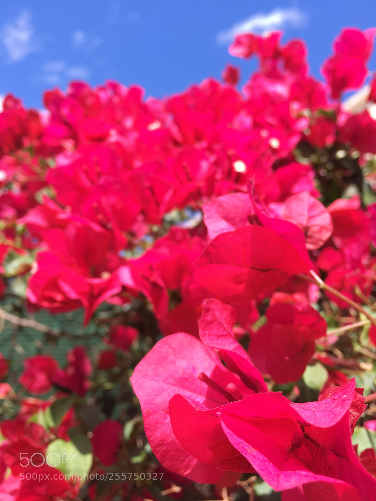 Apple iPhone 6s sample photo. Bugainvillea￼ 
#stunning  photography