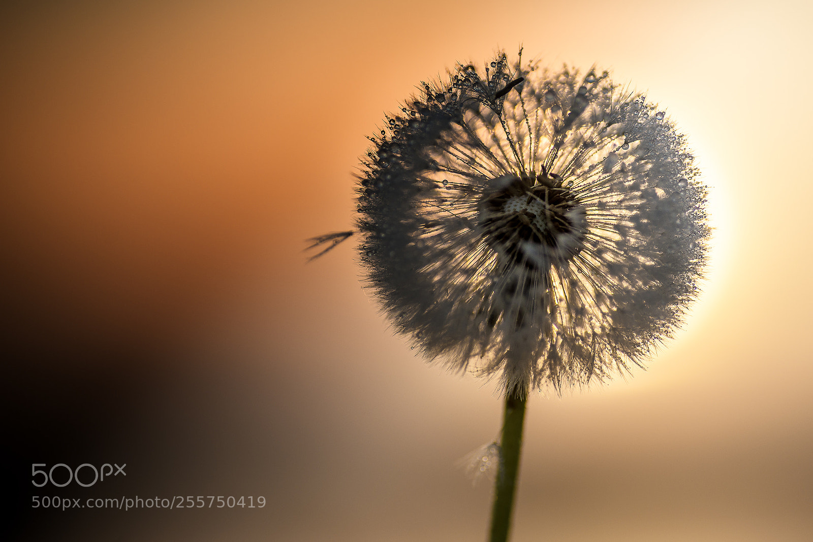 Nikon D610 sample photo. Taraxacum officinale photography
