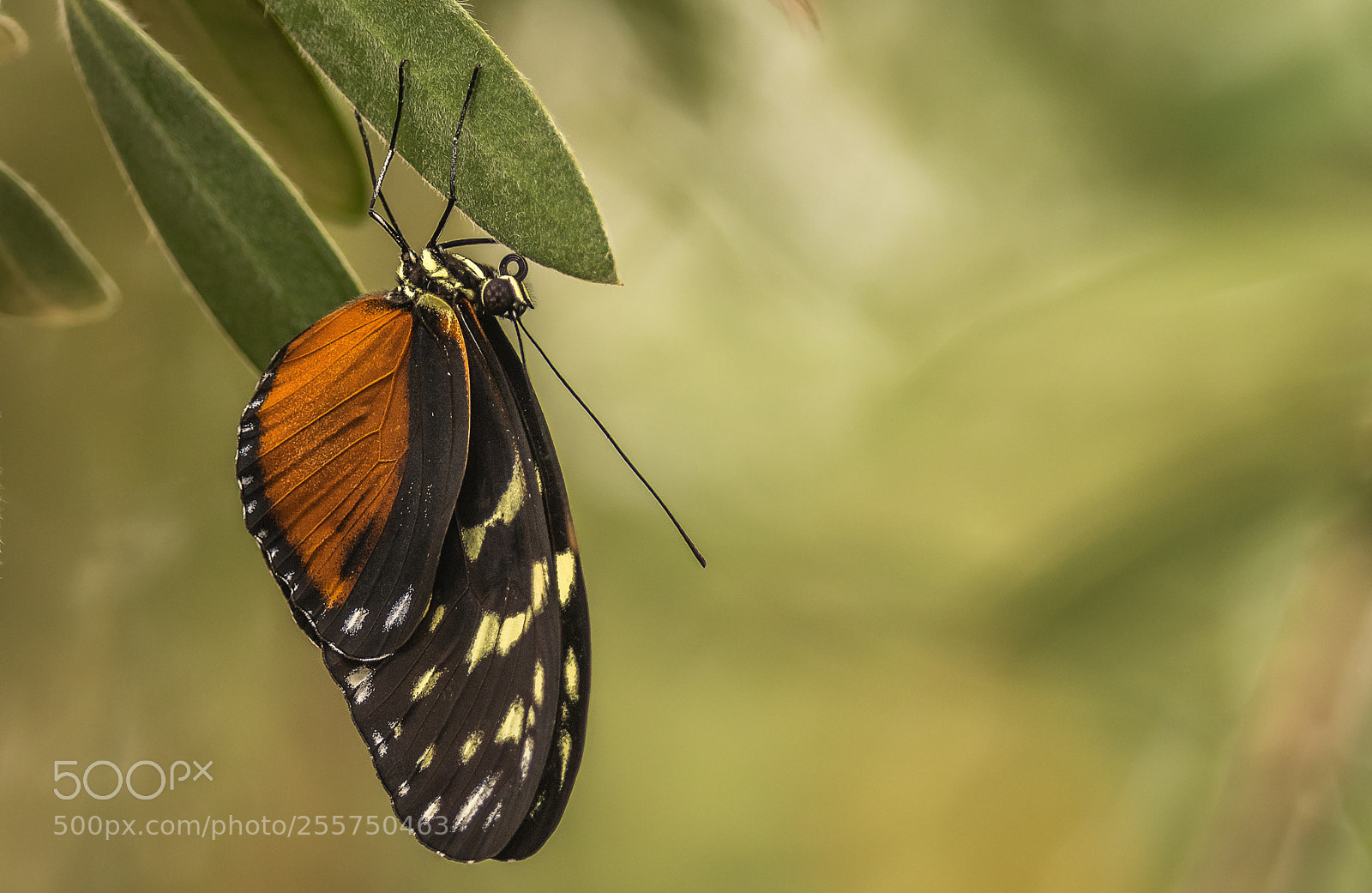 Nikon D500 sample photo. Tiger longwing photography