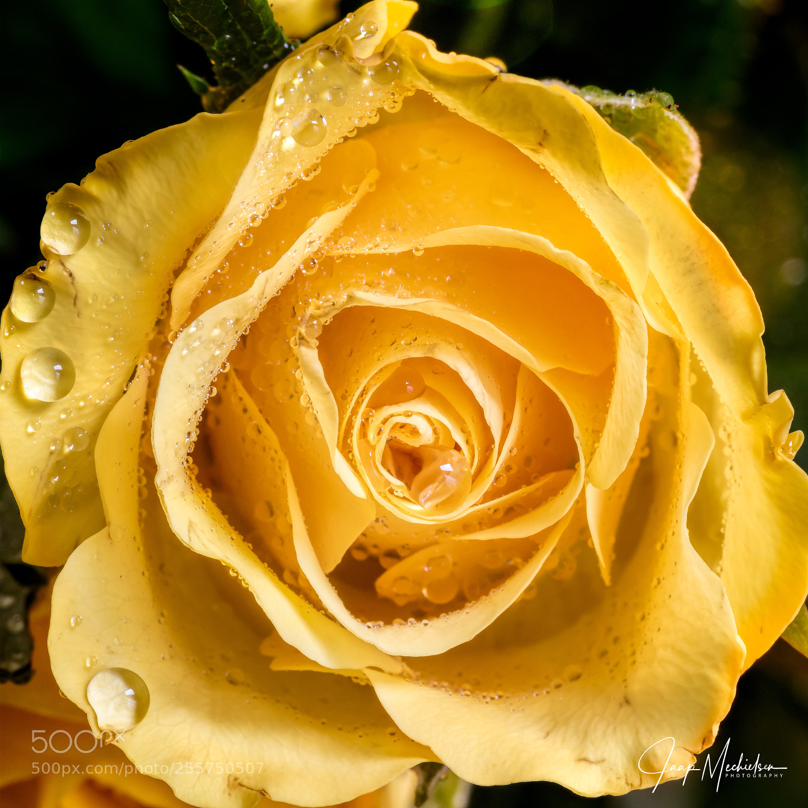 Canon EOS 7D Mark II sample photo. Wet roses photography