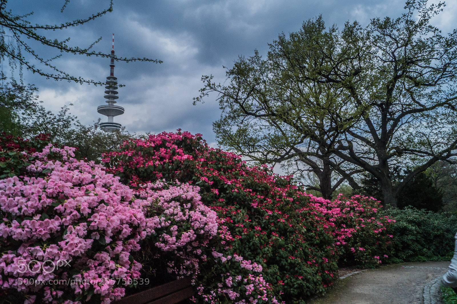 Sony SLT-A58 sample photo. Colorful flowers photography