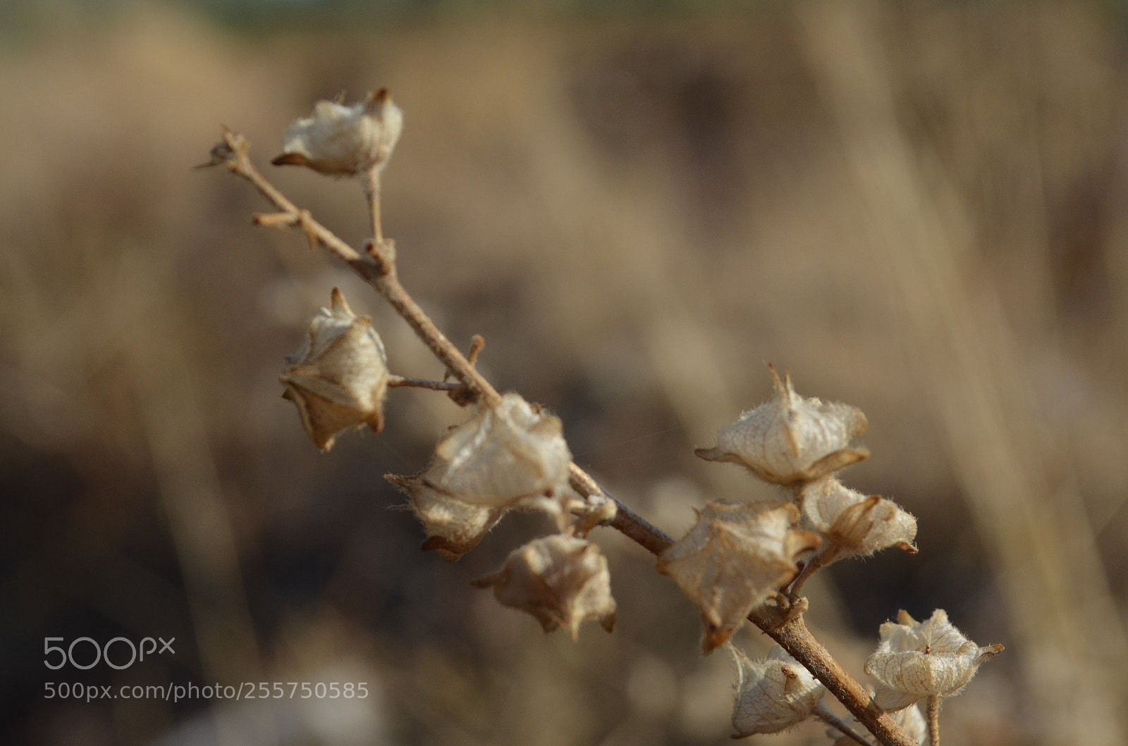 Nikon D5100 sample photo. Strange flowers photography
