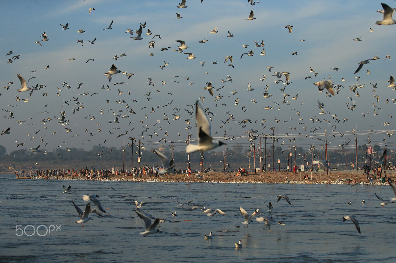 Canon EOS-1D X sample photo. Birds in sea port photography