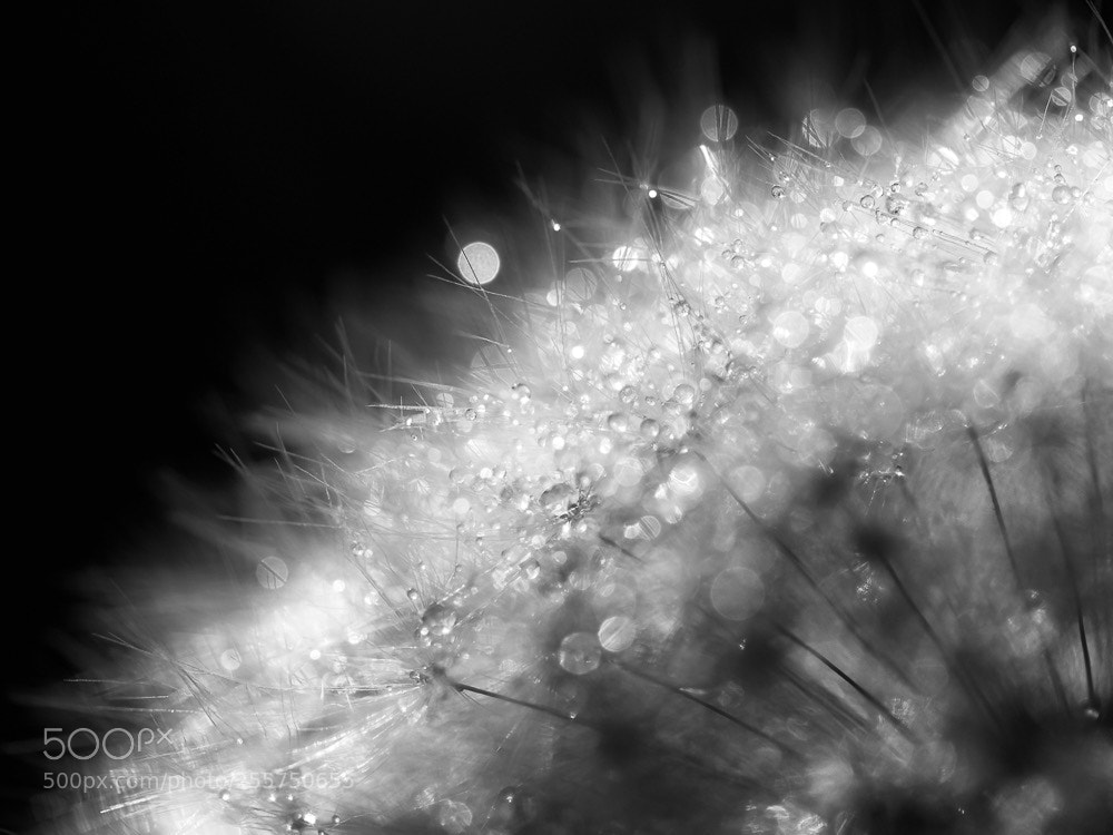 Olympus OM-D E-M1 Mark II sample photo. Shining photography