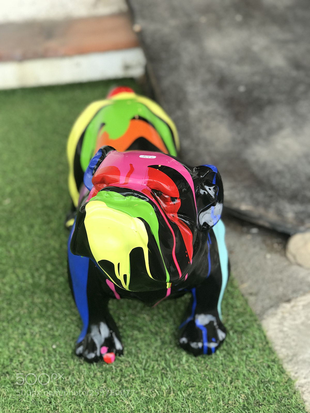 Apple iPhone 7 Plus sample photo. A dog in a photography