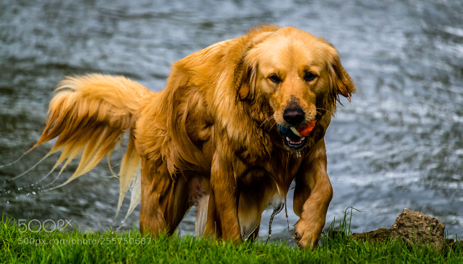 Nikon D850 sample photo. Doggo! photography