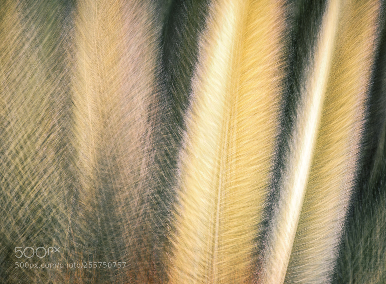 Nikon D610 sample photo. Palm tree photography