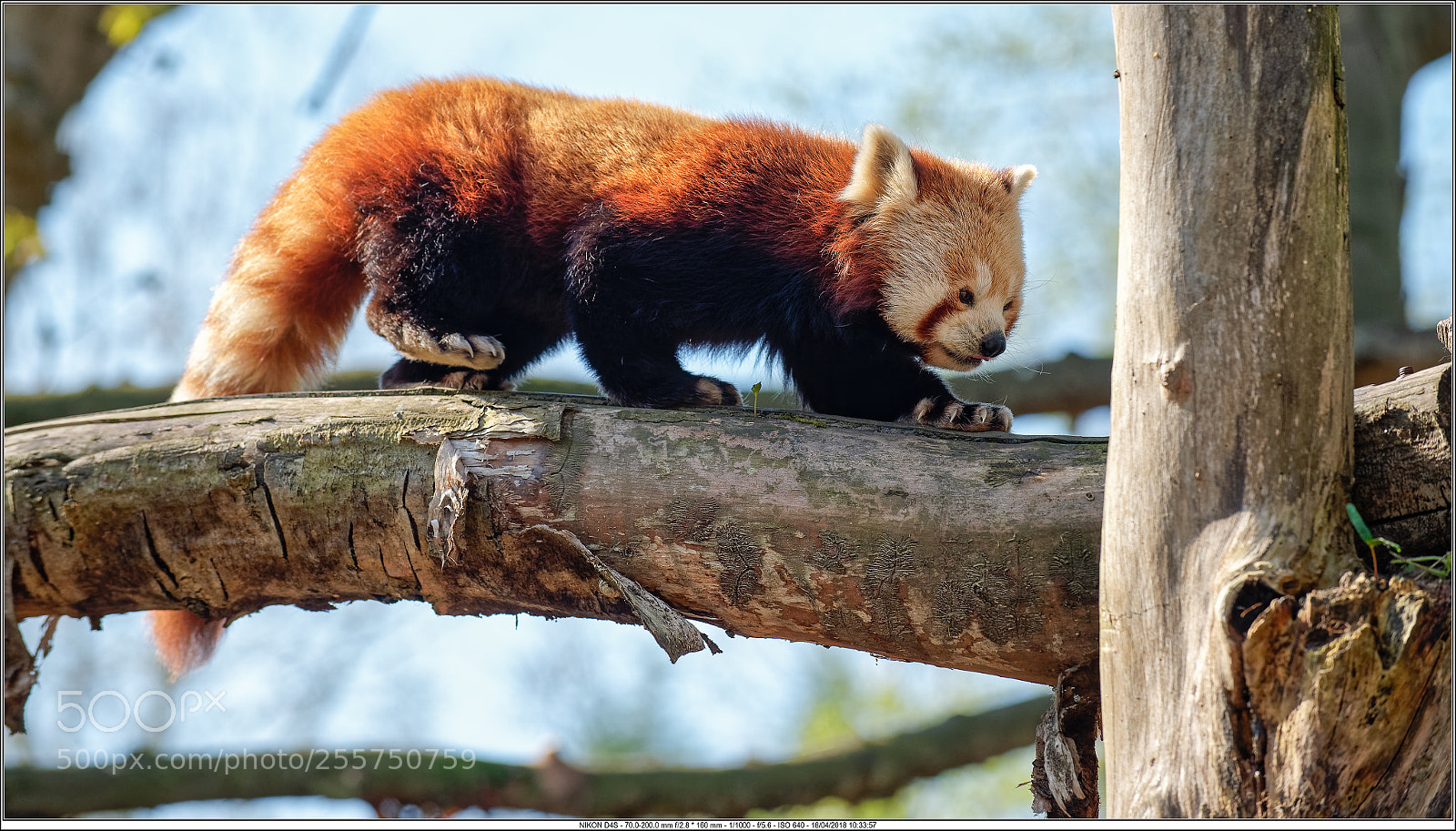 Nikon D4S sample photo. Cb photography
