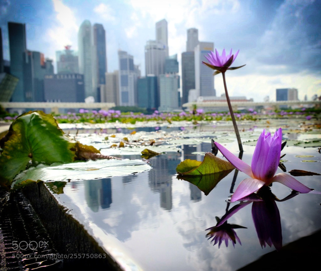 Fujifilm X-T2 sample photo. Lily and skyline photography