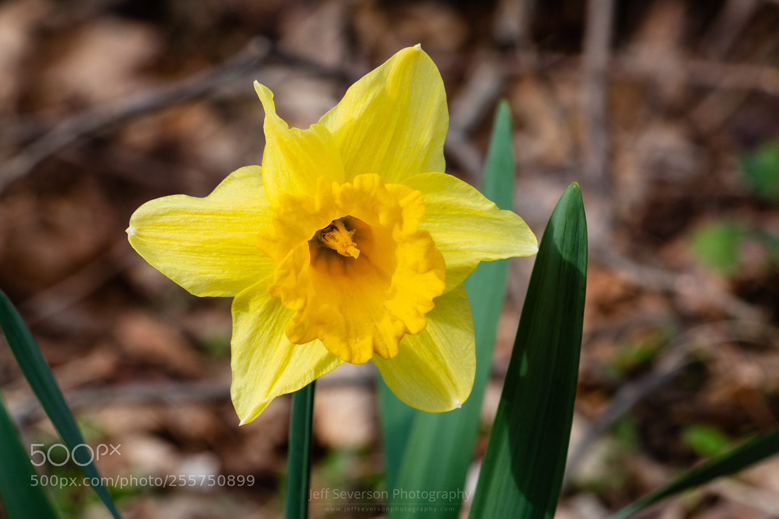 Canon EOS 70D sample photo. Wild daffodil photography
