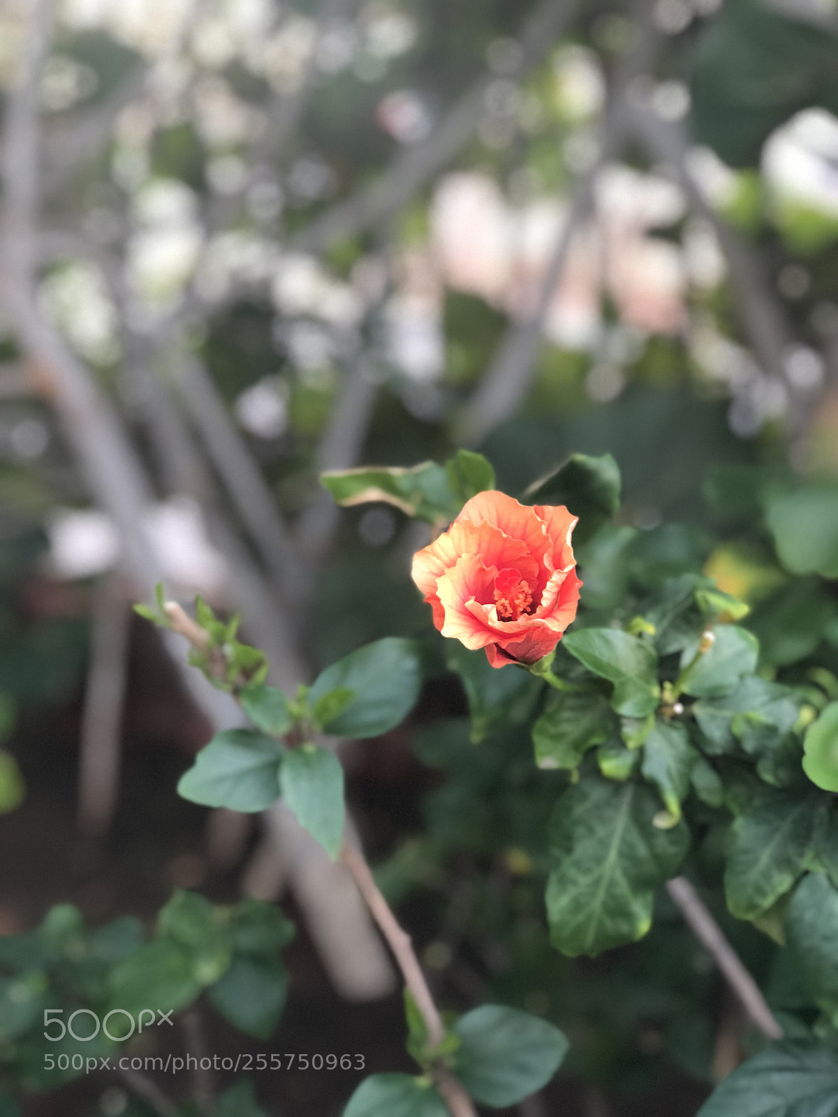 Apple iPhone 8 Plus sample photo. Untitled photography